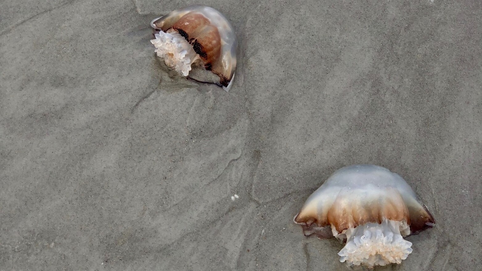 Hundreds of jellyfish have washed ashore in Jacksonville Beach.